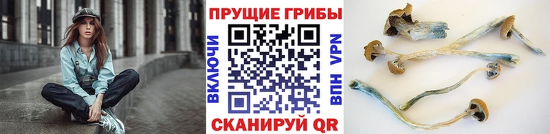 Галлюциногенные грибы GOLDEN TEACHER купить закладку Пугачёв
